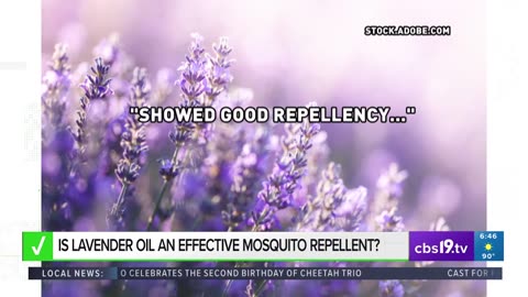 VERIFY: Is lavender oil an effective mosquito repellent?