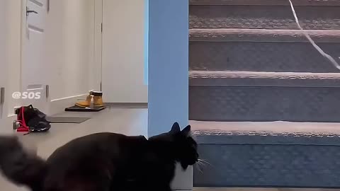 Cat Drifting
