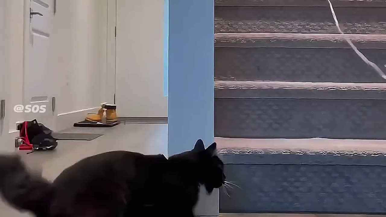 Cat Drifting