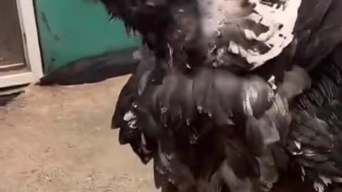 Unbelievable😲look at this bird!