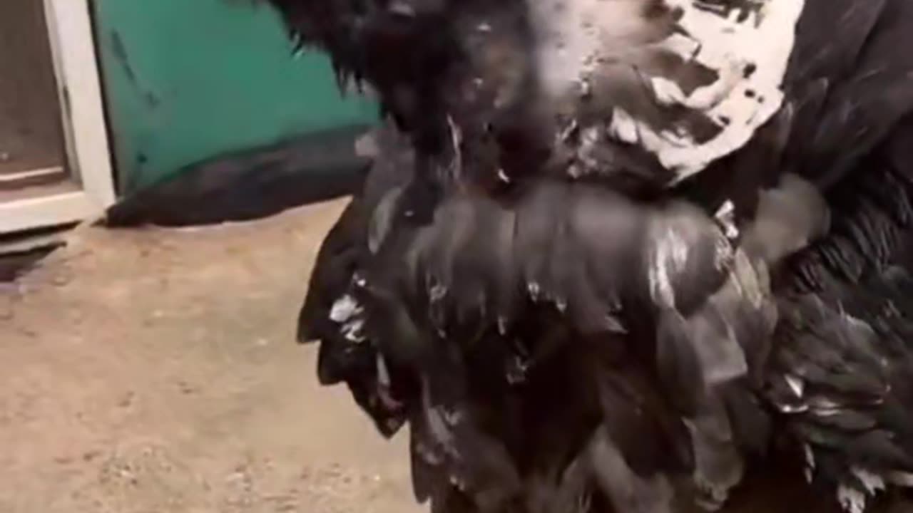 Unbelievable😲look at this bird!