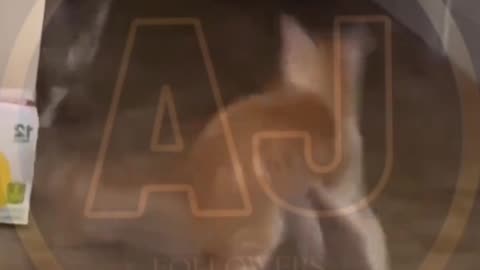 Funny animals video