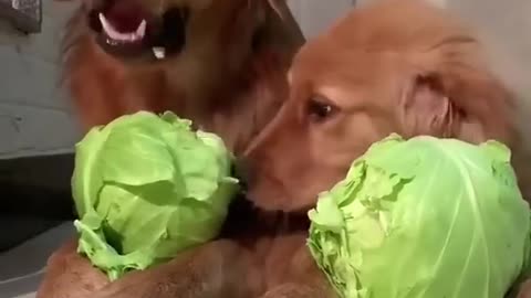Dogs reacting to vegetables