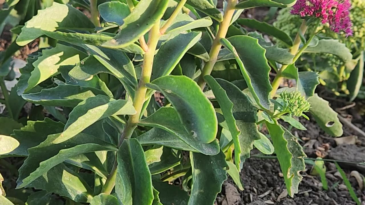 "Sun rises on a season 1 Autumn Joy Sedum."