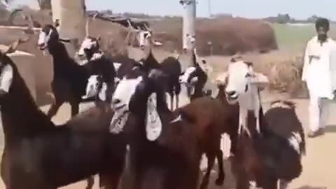 W Goat Gang