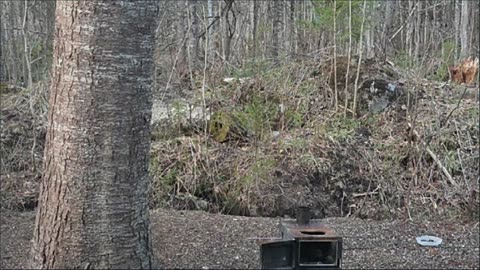 #LIVE - LADYDRAGON= BEAUTIFUL EVENING WITH MY #DEER