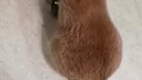 angry cat "meow"