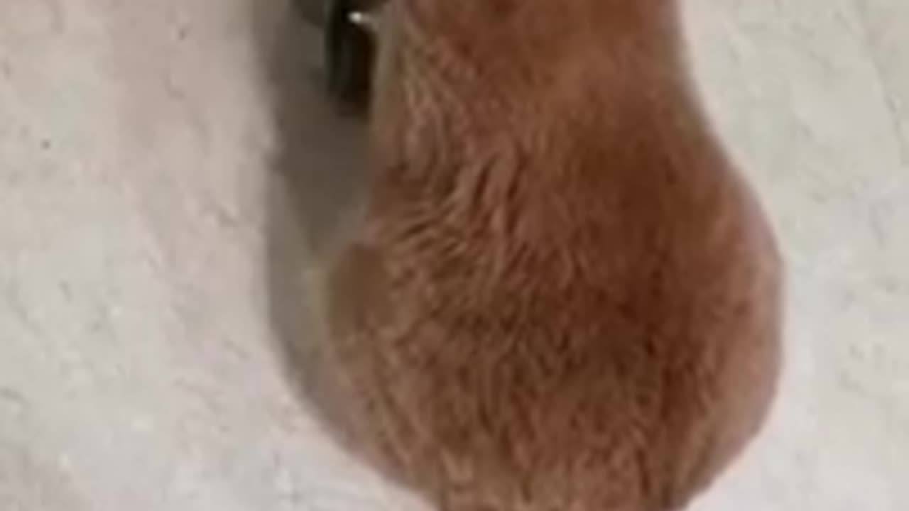 angry cat "meow"