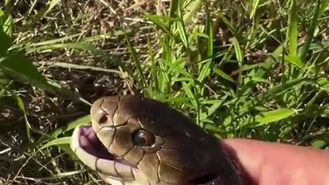 Poor snake
