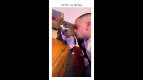 Tolerating Hooman Level: Expert 😐🐾