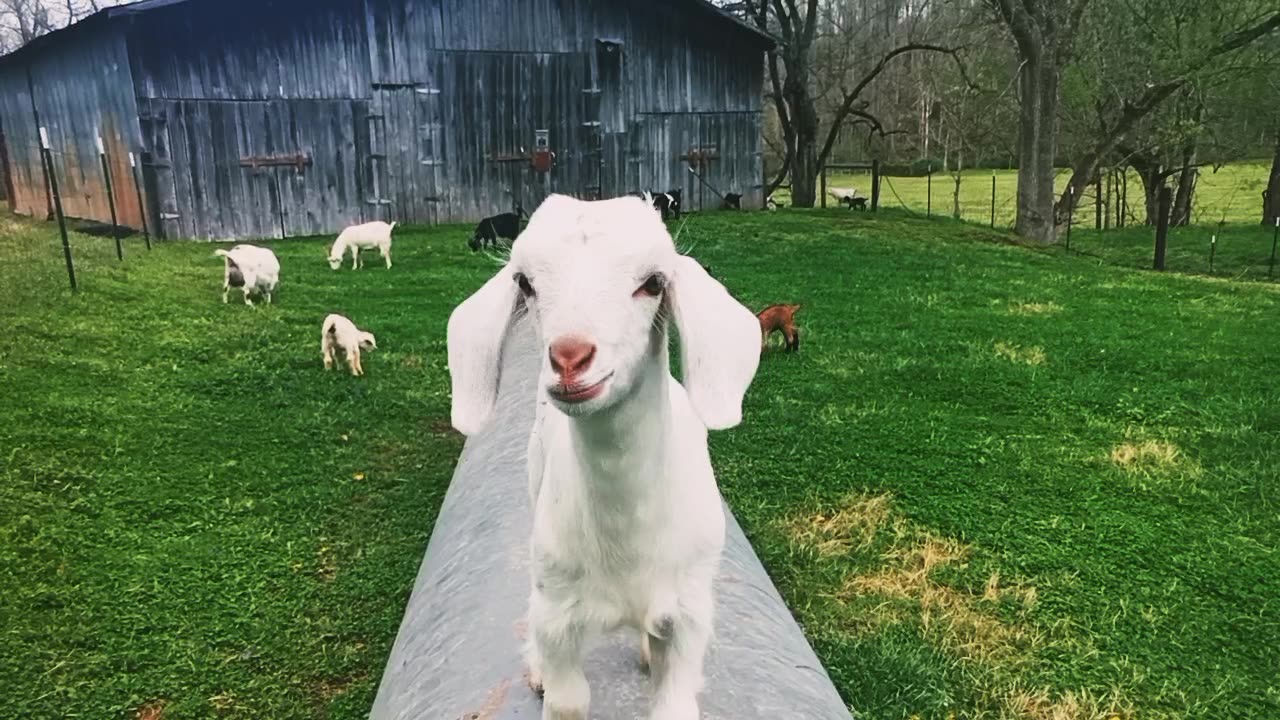 Shy doeling