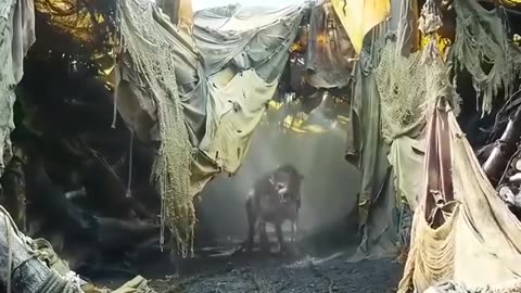 2 Epic Happiness Alert! Watch and Smile Away 🌟