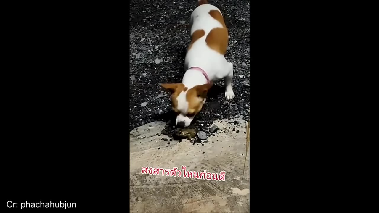 when your pet brings home a friend