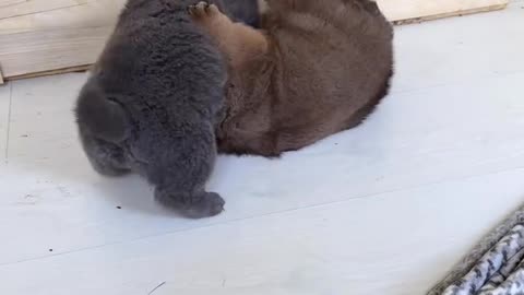 Angry puppy