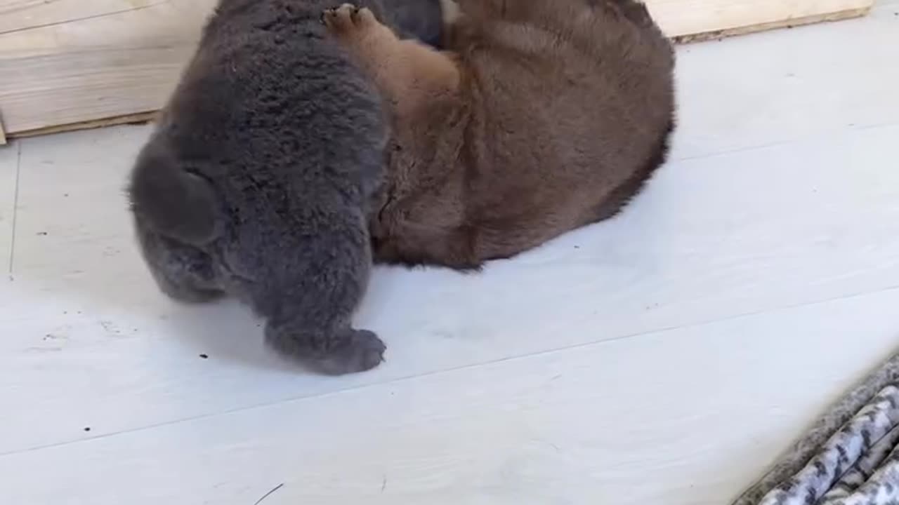 Angry puppy