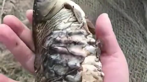 do you know this fish ?