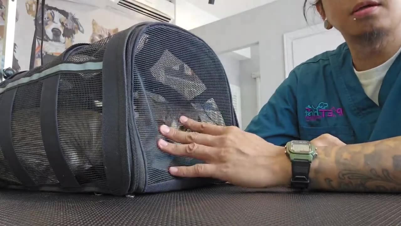 Grooming a Feisty Cat 🙀