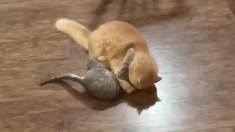 WWE wonderful KO🥊 (the kittens is the protagonist of the second half)#funnycat #pet #fyp #funnyvideo
