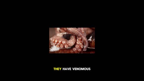 Meet the Mimic-Squid
