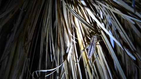Gorgeous camel cricket again