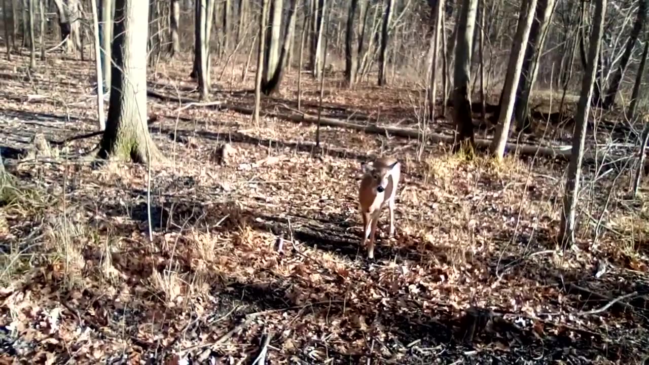 Todd Thundercock: Baby Deer Harassed By Grotesque Subhuman