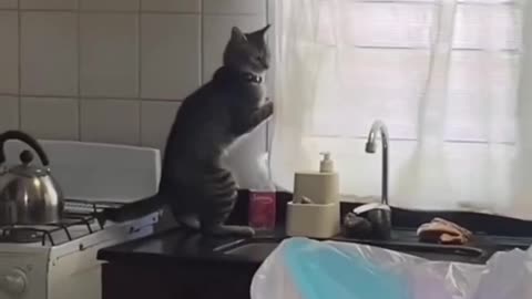 That noise sent me 😭🐾 😂