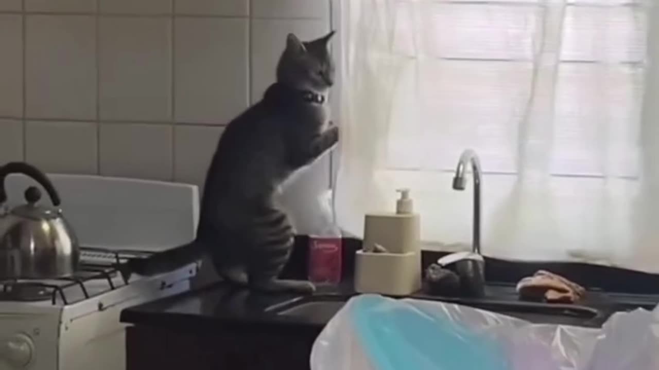 That noise sent me 😭🐾 😂