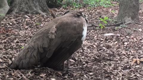 Peacock preening its feathers