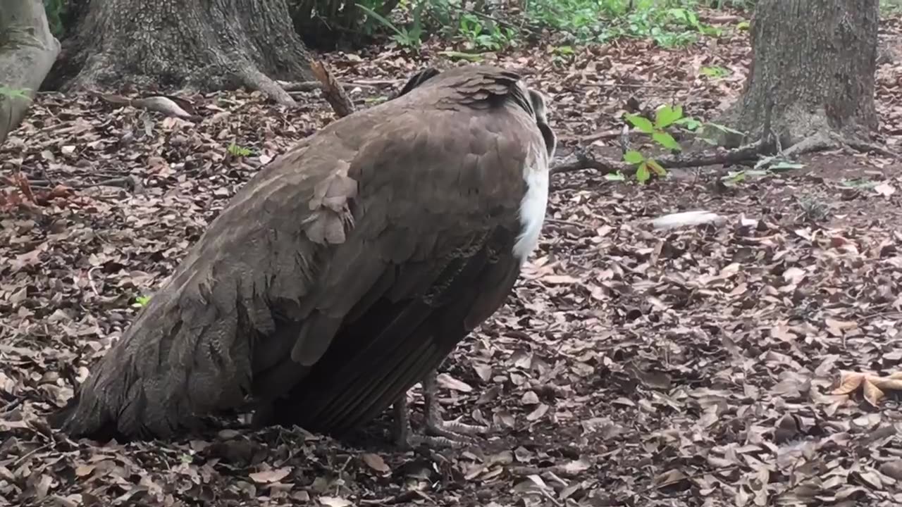 Peacock preening its feathers