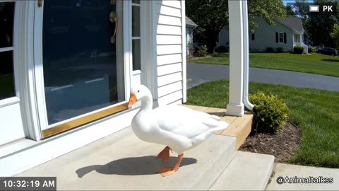 CCTV Camera: Caught Animals Ringing The Doorbell