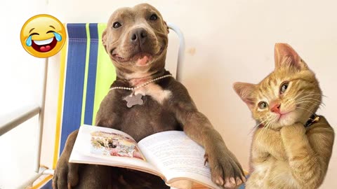 funniest animal videos compilation Dogs & Cat.