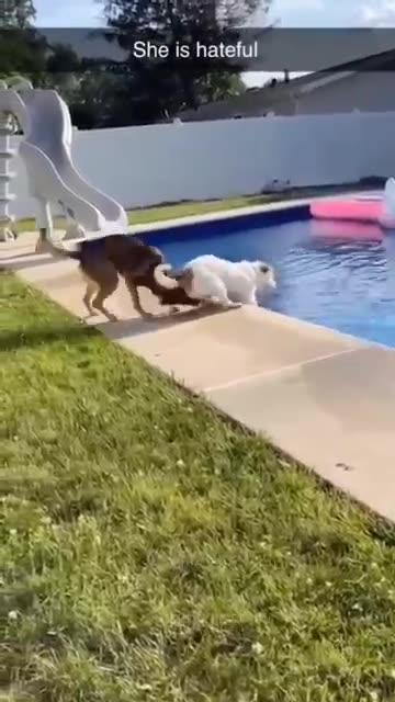 Funny Animals 2024 😂 - Funniest Cats and Dogs video 🐱 🐶 #shorts