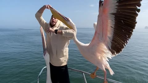 Pelican Steals Man's Fish