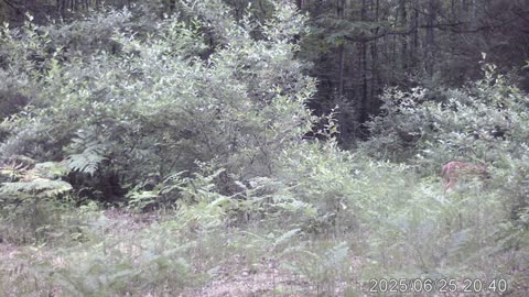 what would you do if this was in your backyard?