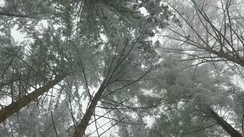 4K 雪景: A Nature - Inspired Relaxation for Sleep Aid | Mindful Haven