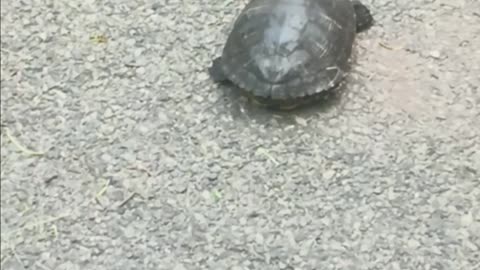 Turtle on land.