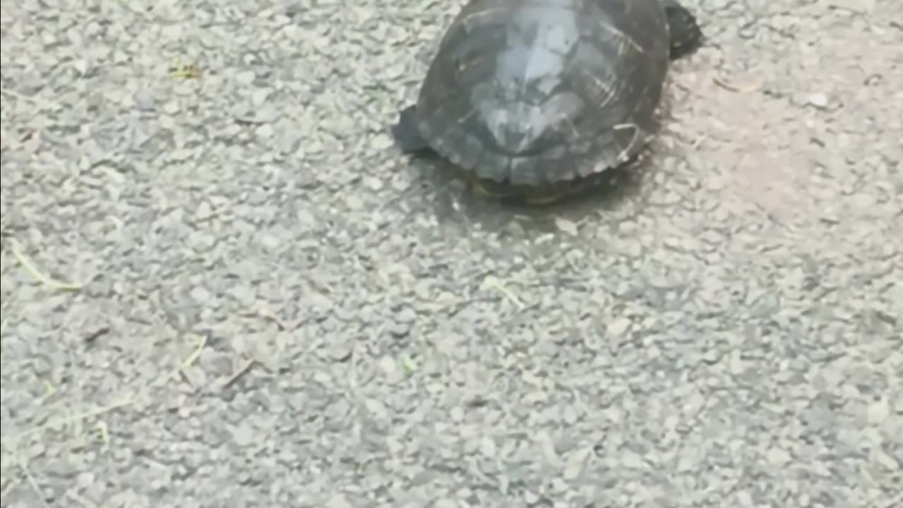 Turtle on land.