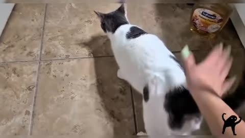 🌟 This Is WHY Cats Are the BEST! 🐾😻 | Ultimate Cat Compilation