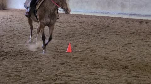 Getting Diva used to doing polebending pattern!