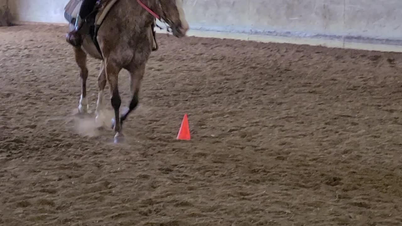 Getting Diva used to doing polebending pattern!
