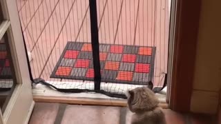 😹🐈 The Dramatic Cat Will Leave You Speechless! | FunFM