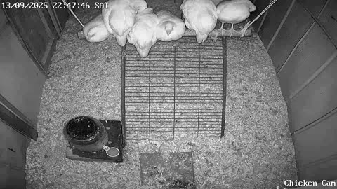 Millar Time Chicken Cam