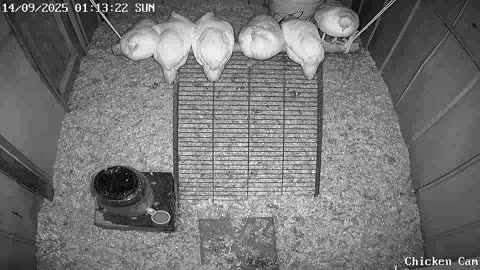 Millar Time Chicken Cam