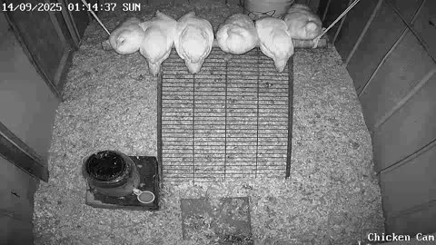 Millar Time Chicken Cam