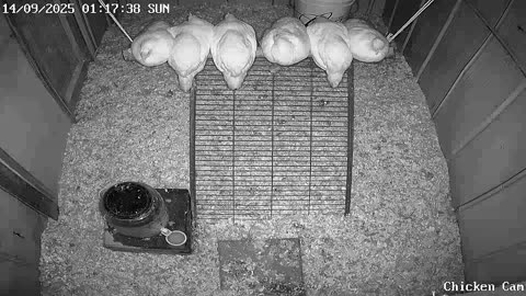 Millar Time Chicken Cam