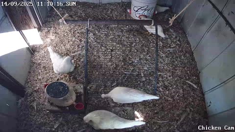 Millar Time Chicken Cam