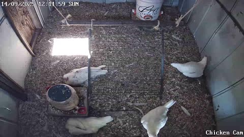 Millar Time Chicken Cam