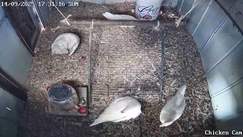 Millar Time Chicken Cam