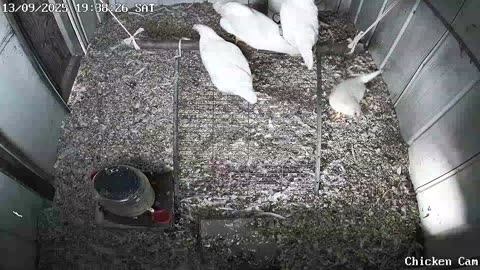 Millar Time Chicken Cam