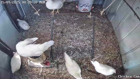 Millar Time Chicken Cam